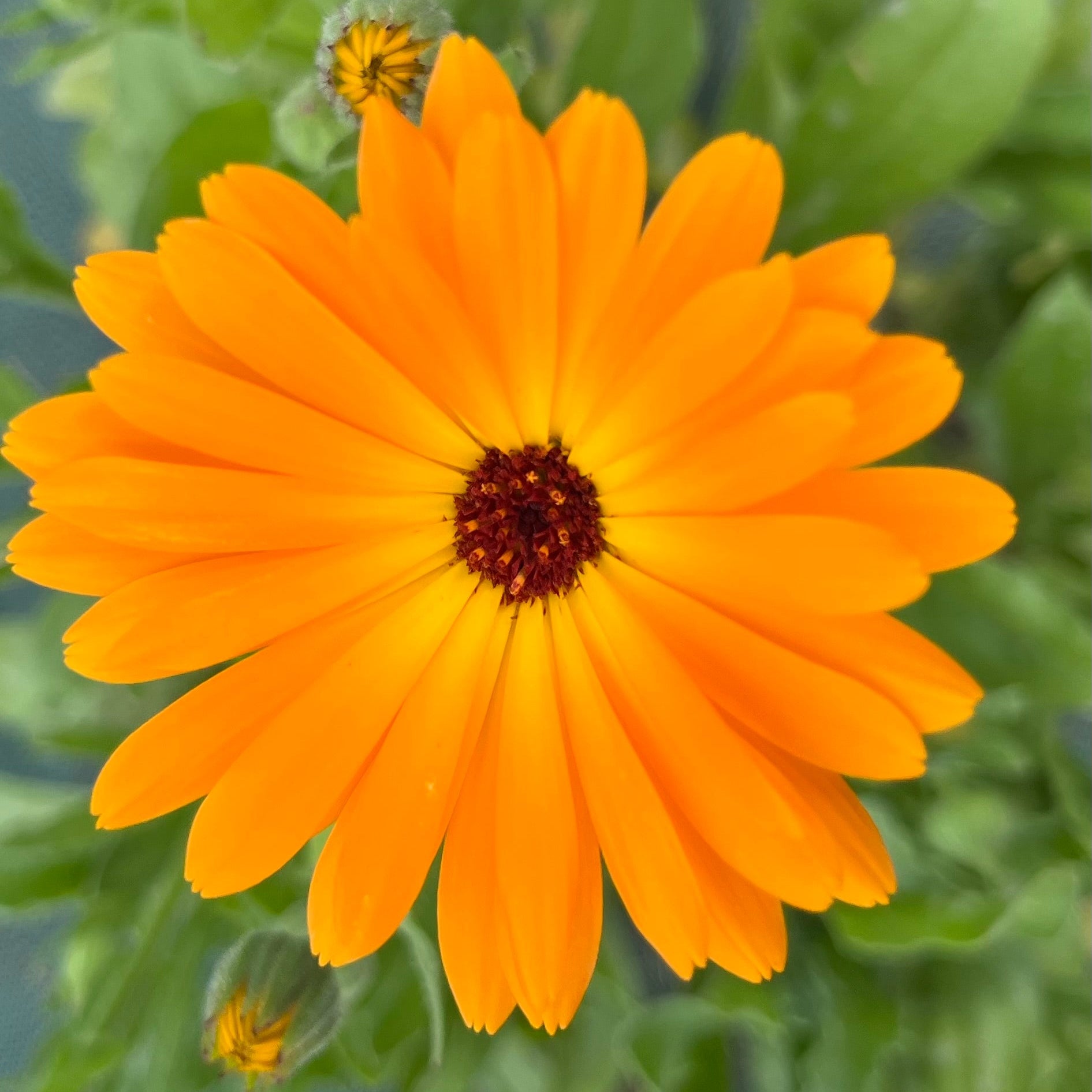 Calendula