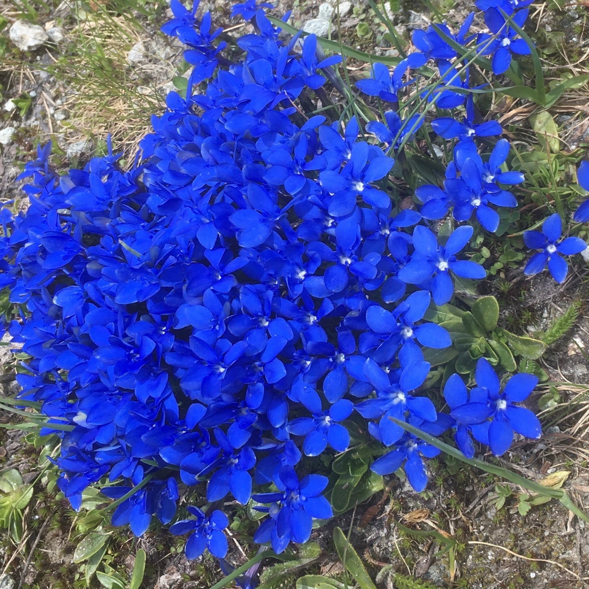 La flore des Alpes