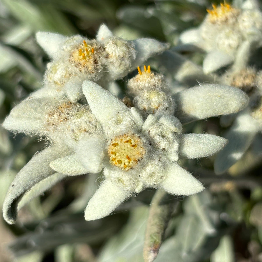 Les meilleurs actifs de la flore alpine dans vos soins visage et corps