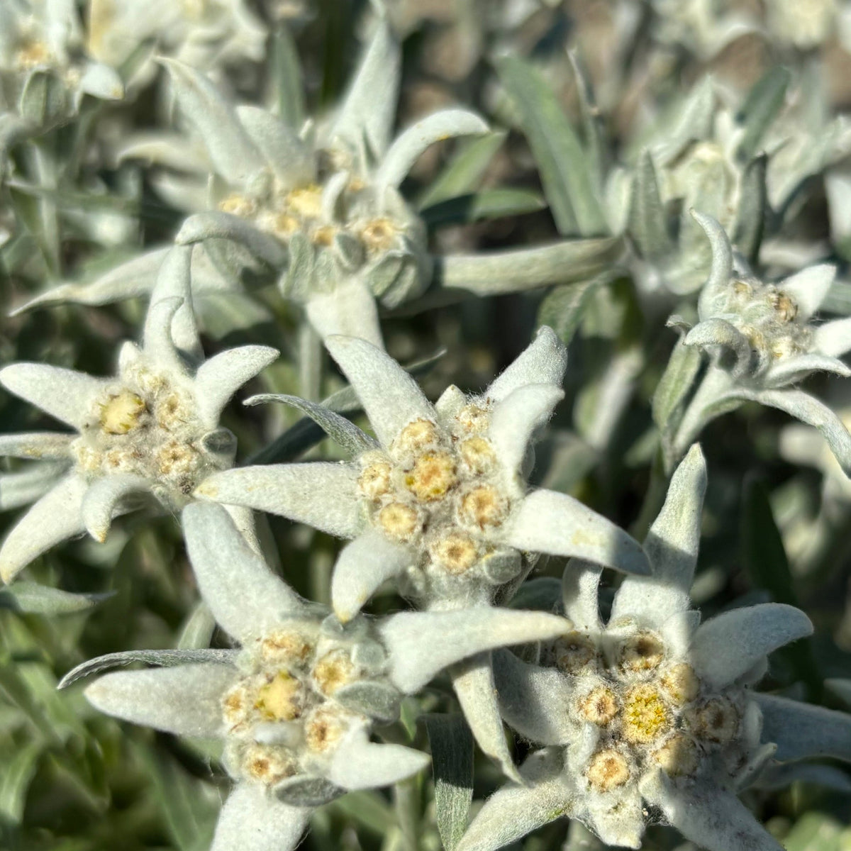 Les meilleurs actifs de la flore alpine dans vos soins visage et corps