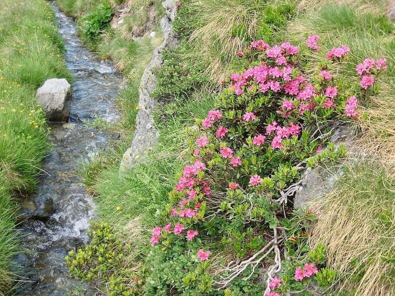 "Rose des Alpes" ? Quelle plante est utilisée en cosmétique ?