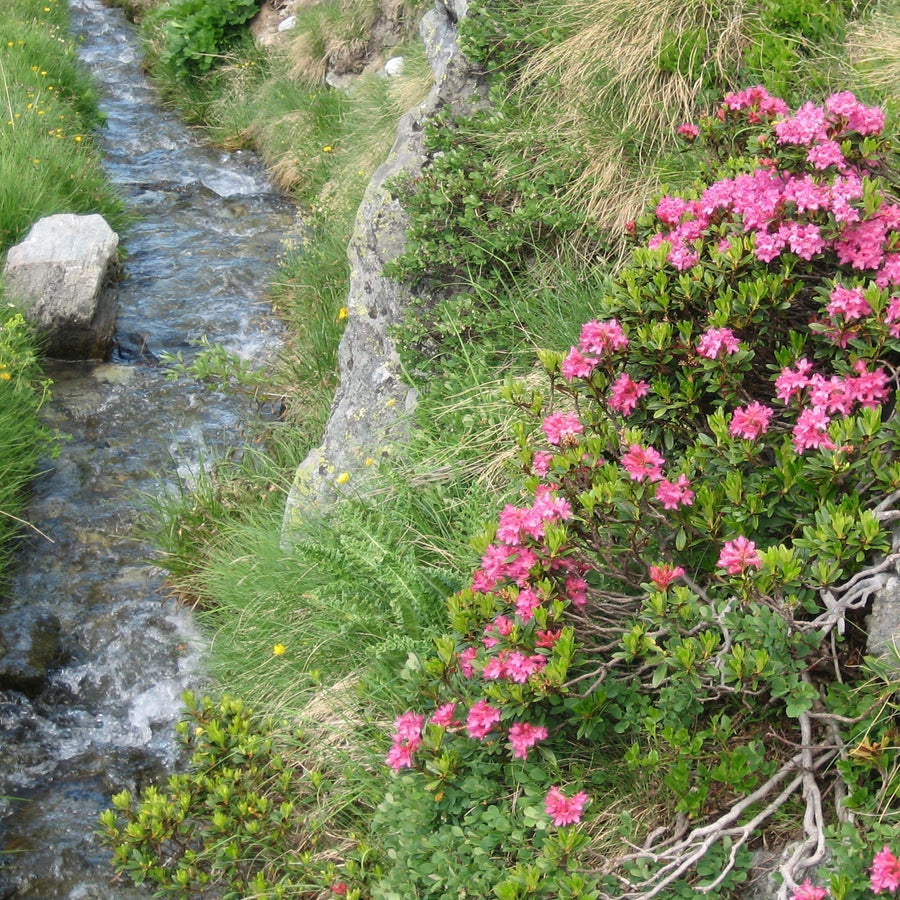 Rose des Alpes ? De quelle plante parle-t-on en cosmétique  ?