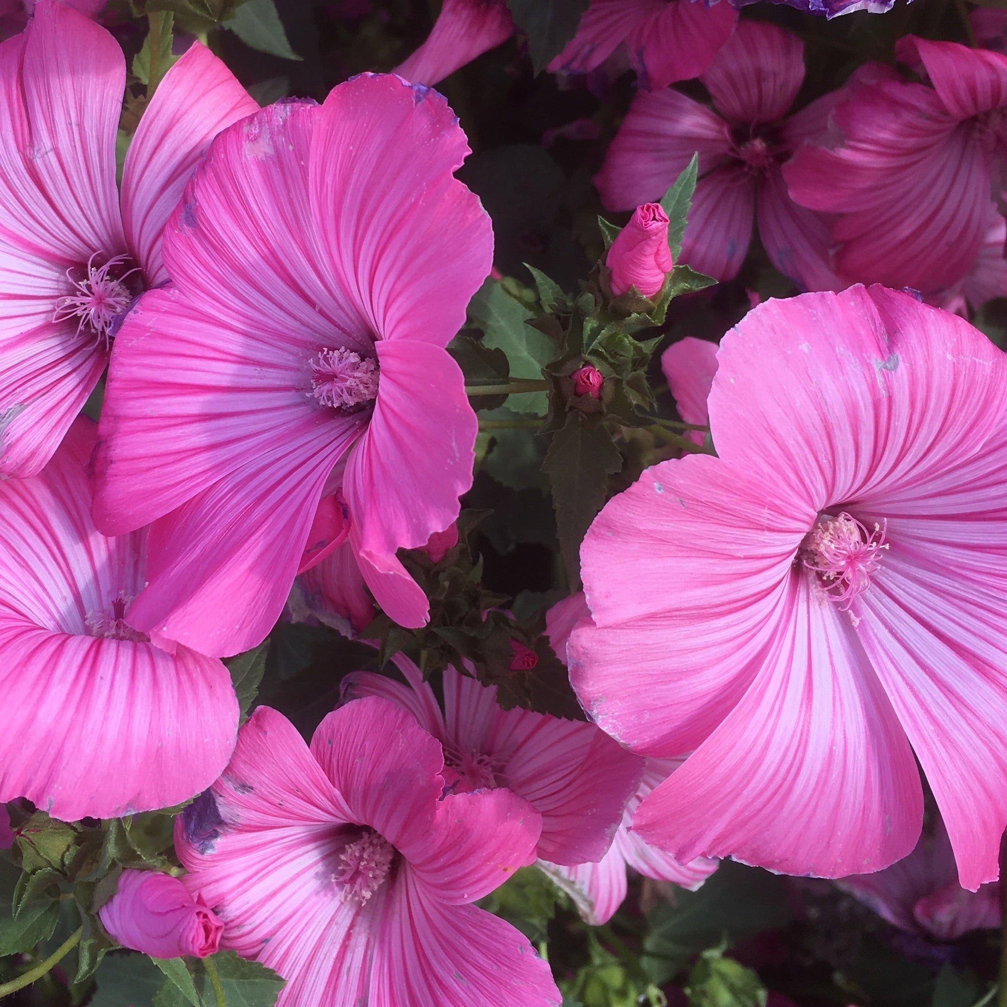 Crème hydratante aux plantes des Alpes, pour peaux sensibles