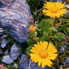 Crème hydratante aux plantes des Alpes, pour peaux sensibles