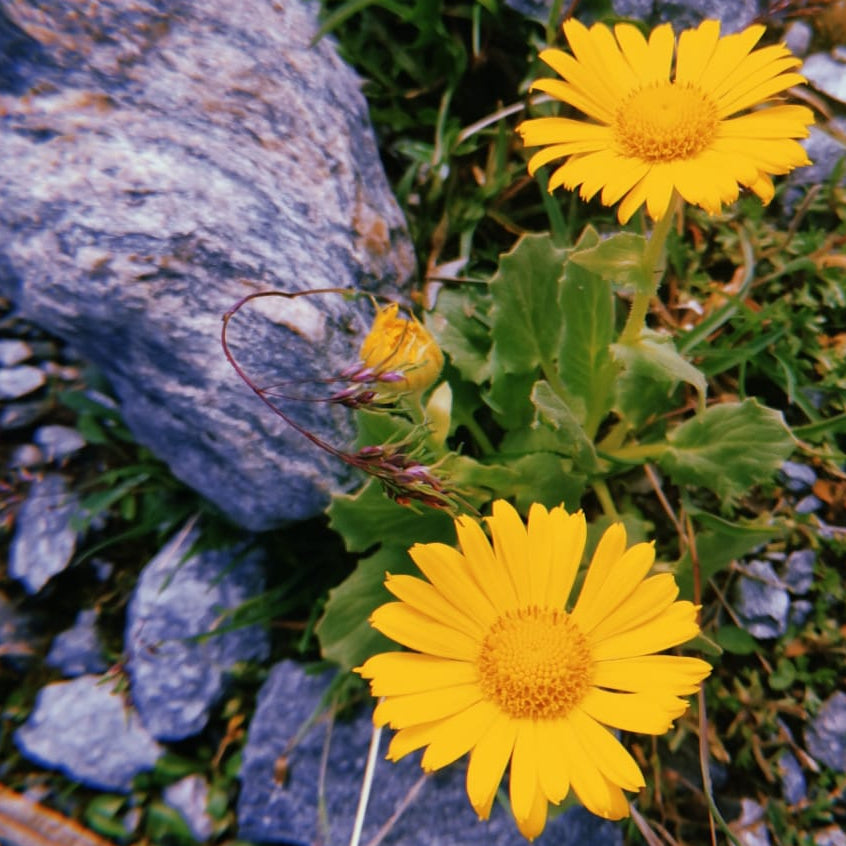 Crème hydratante aux plantes des Alpes, pour peaux sensibles