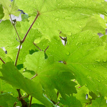 Vigne verte