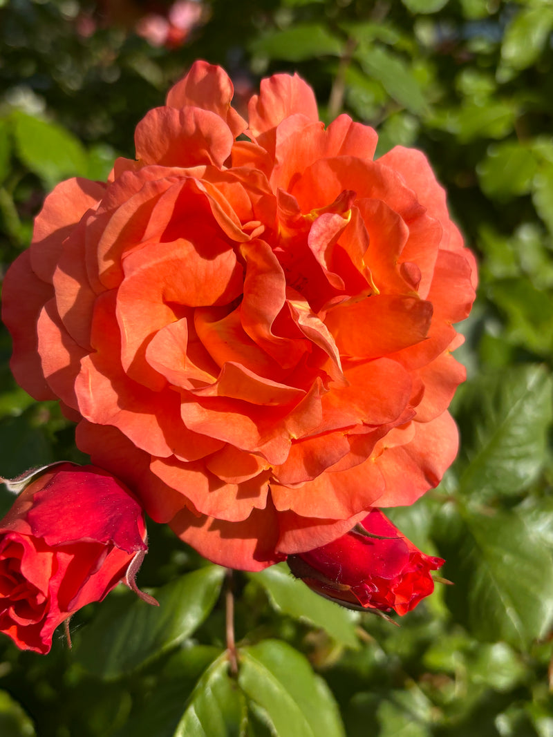 Carte-cadeau Rosa Alpina
