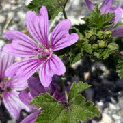 Mauve des bois