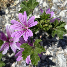 Mauve des bois