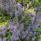 Mauve officinale