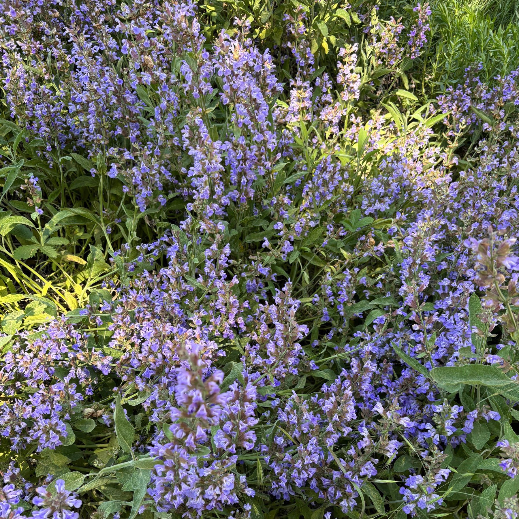 Mauve officinale