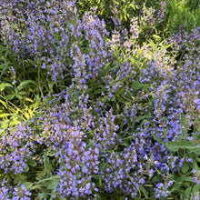 Mauve officinale
