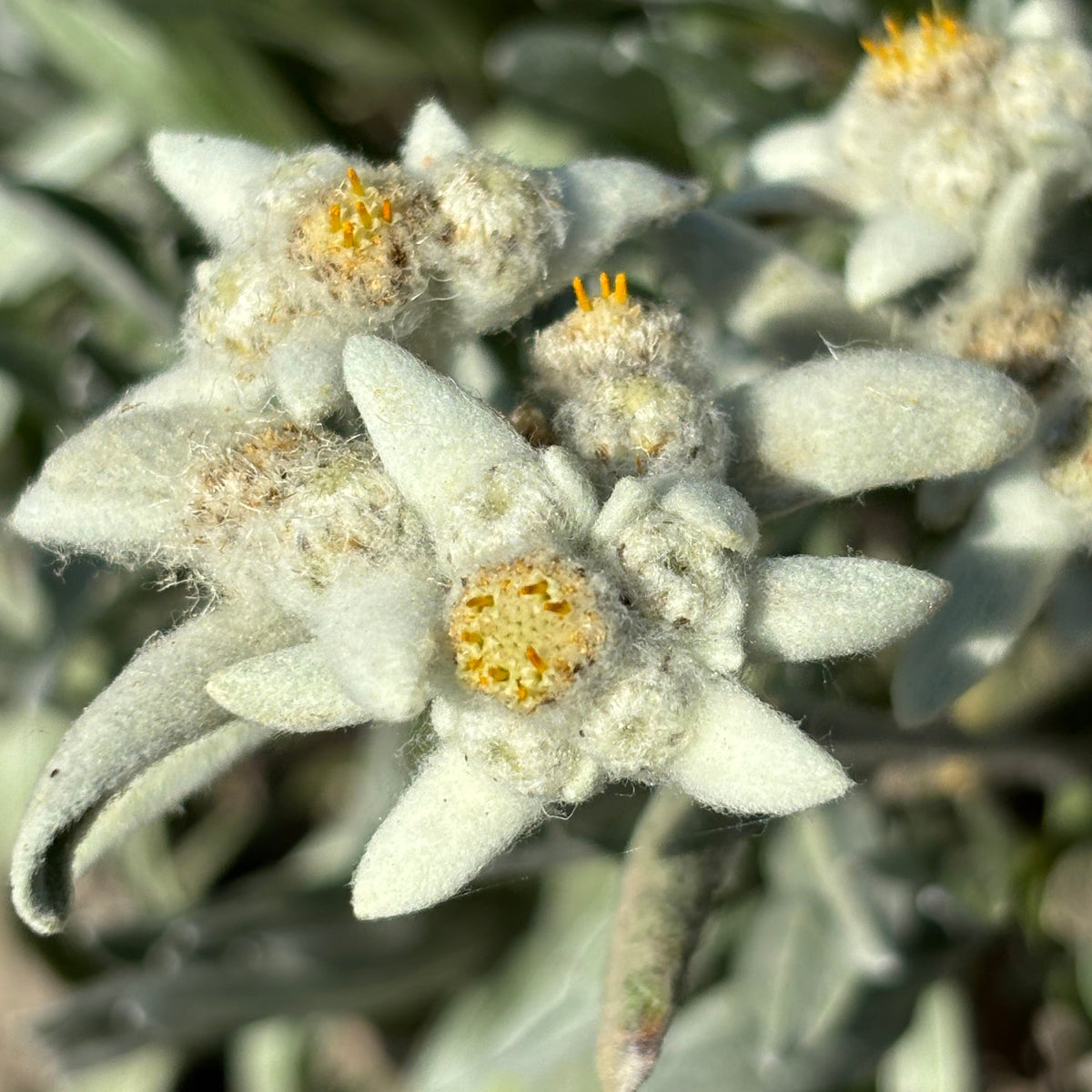 Edelweiss