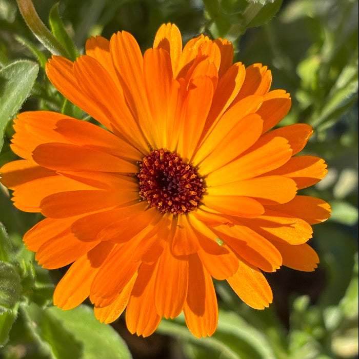 Calendula