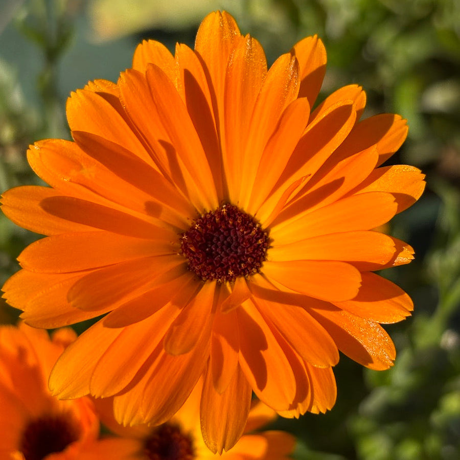 calendula