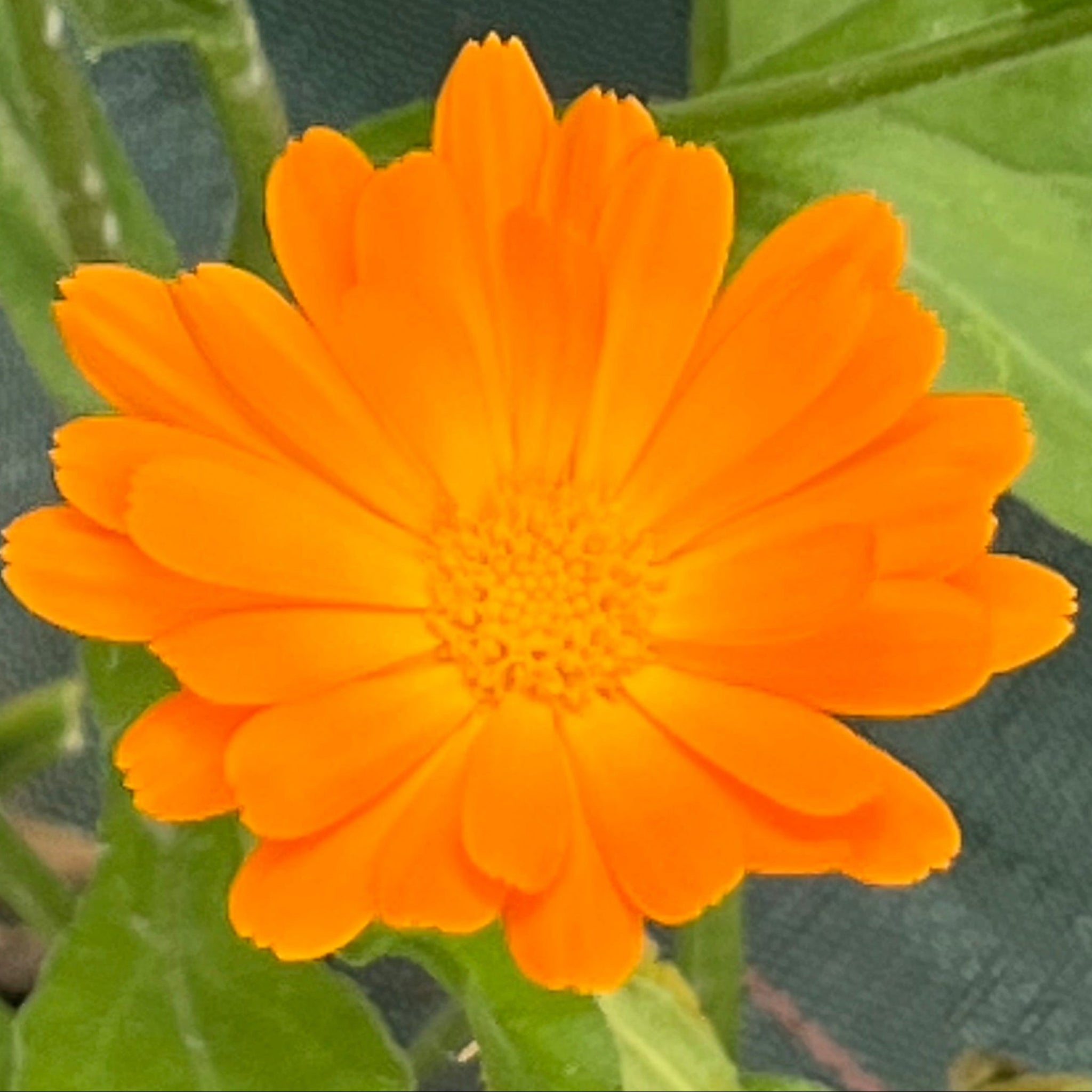 Calendula