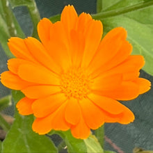 Calendula