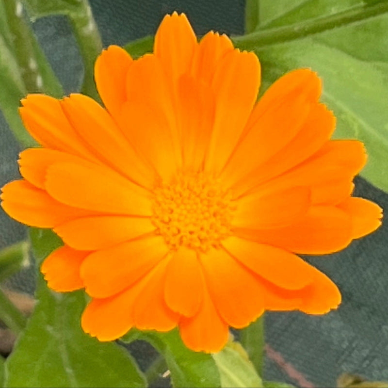 Calendula