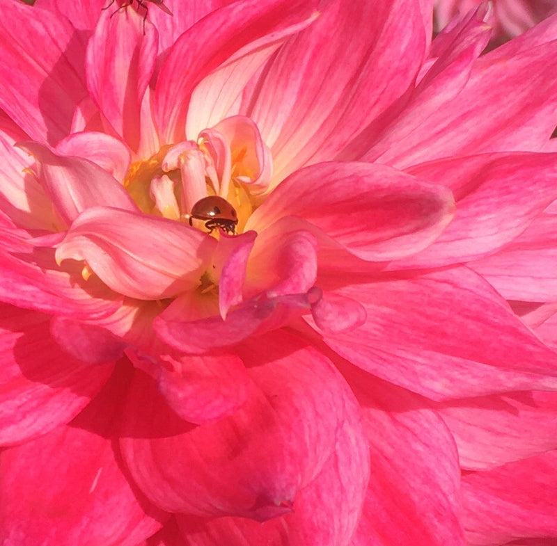 Coccinelle sur une fleur