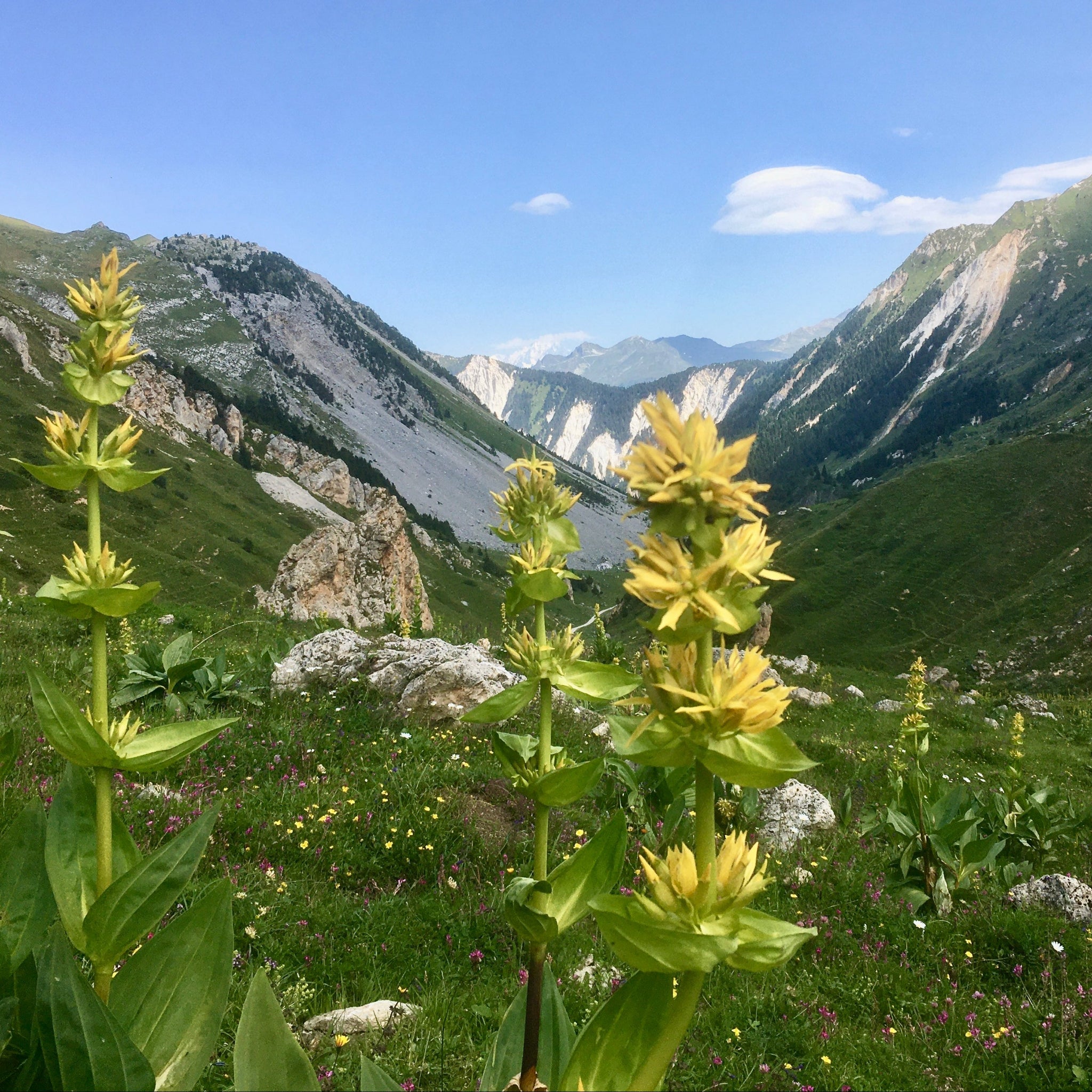 Gentianes jaunes dans les Alpes
