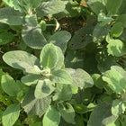 Crème hydratante aux plantes des Alpes, pour peaux sensibles