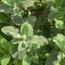 Crème hydratante aux plantes des Alpes, pour peaux sensibles