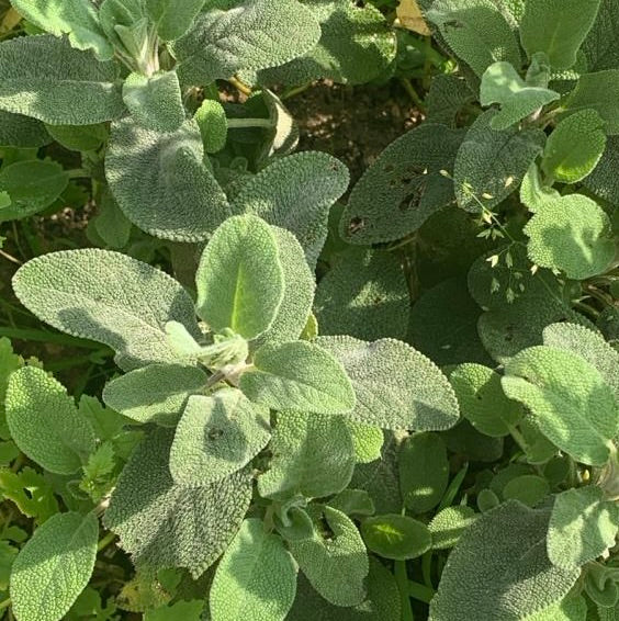 Crème hydratante aux plantes des Alpes, pour peaux sensibles